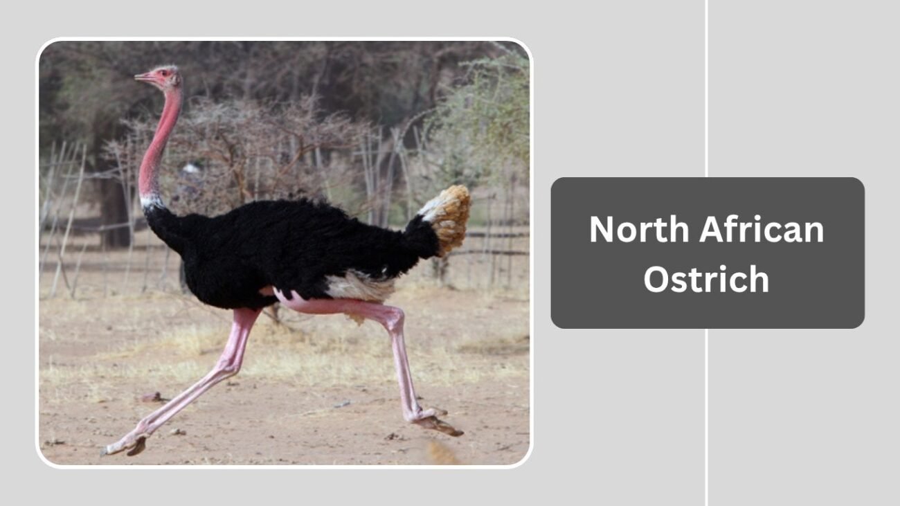 North African Ostrich 