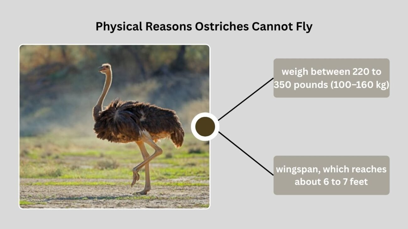 Physical Reasons Ostriches Cannot Fly