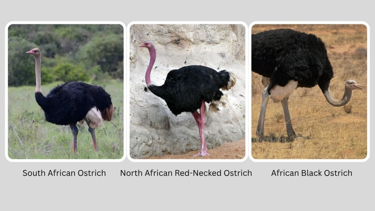 Species and Regional Variations