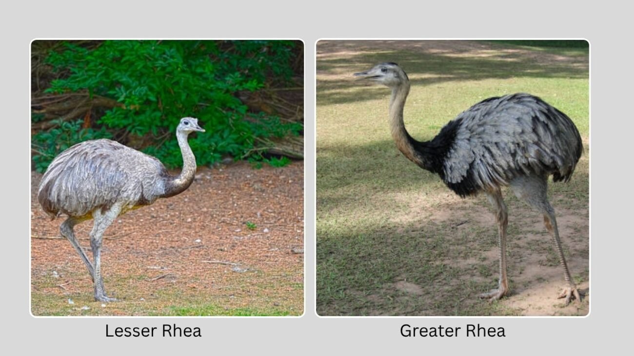 Species of South American Ostrich