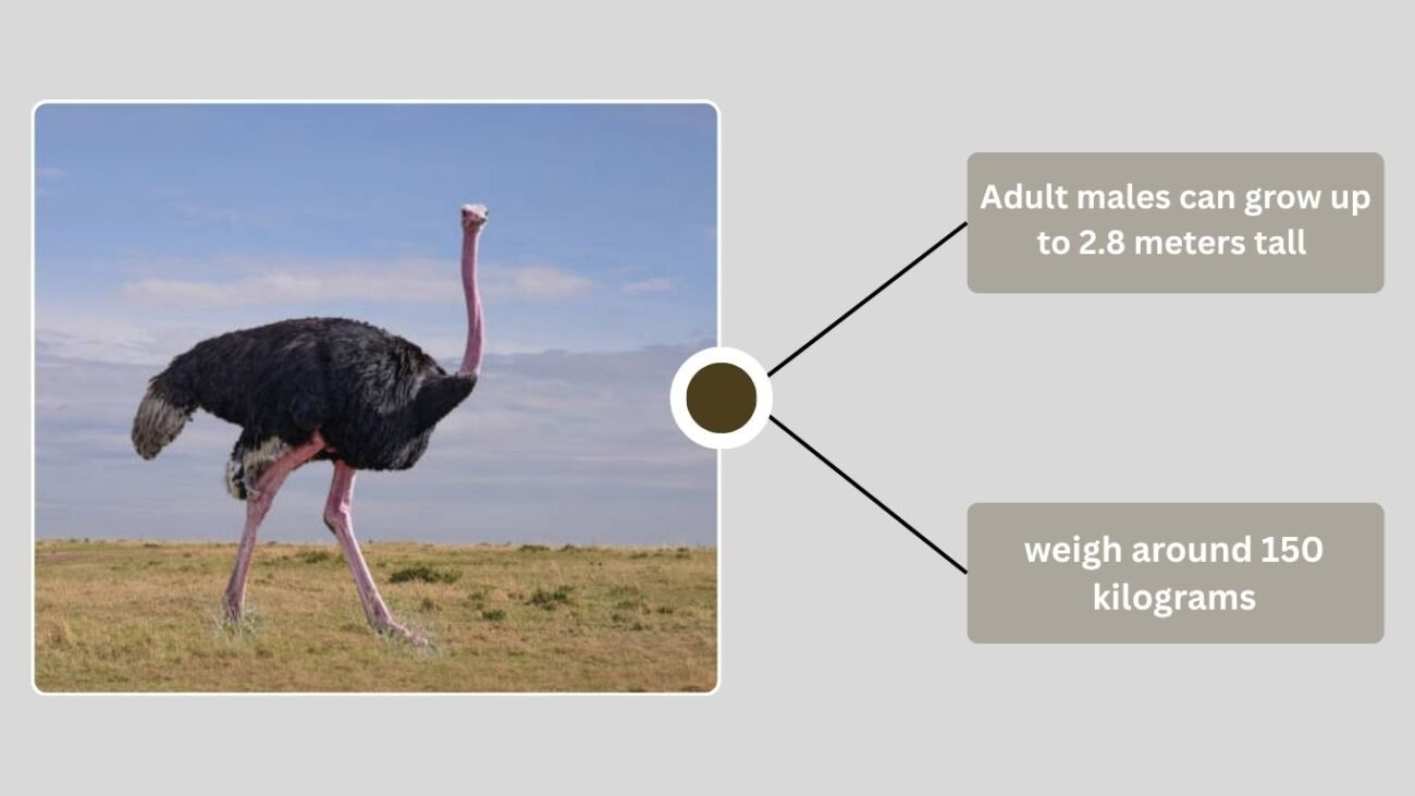 General Ostrich Facts