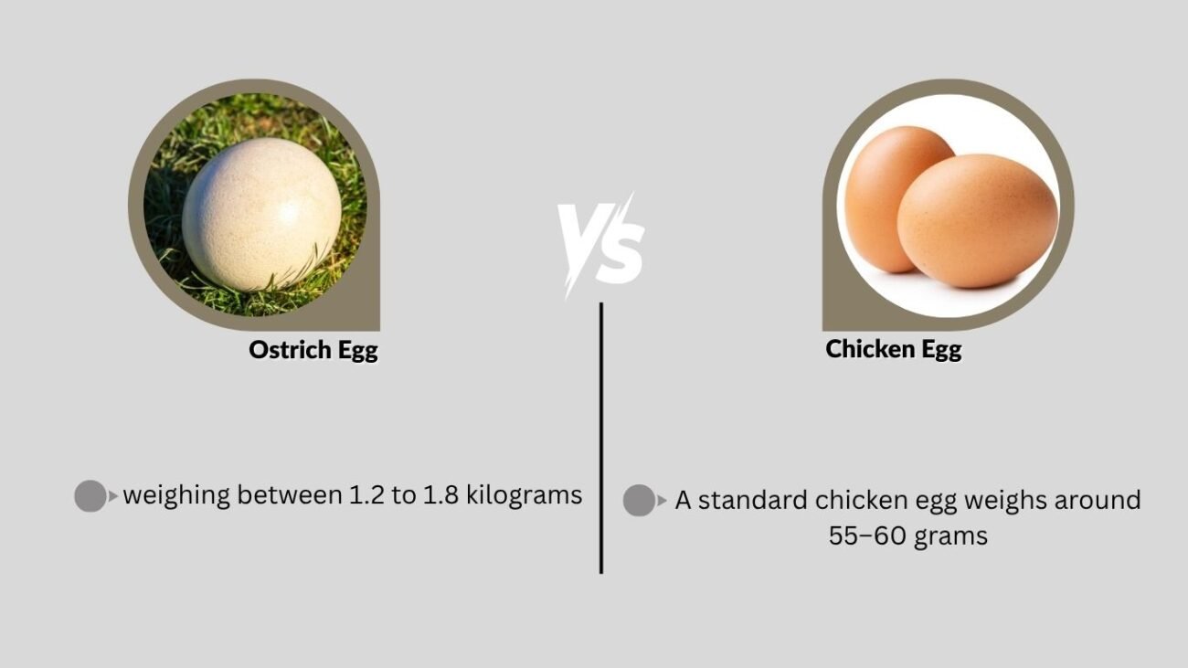The Giant vs the Common Egg