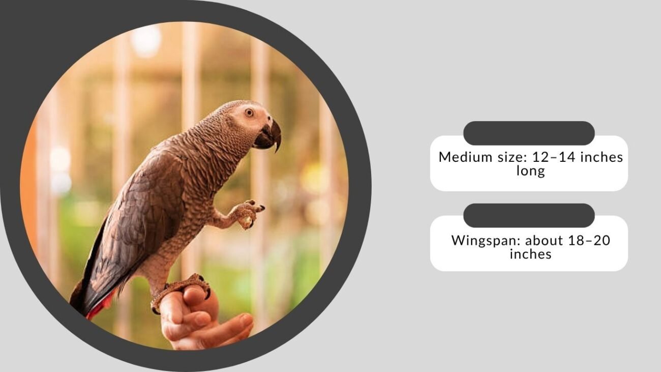 Understanding the African Grey Parrot