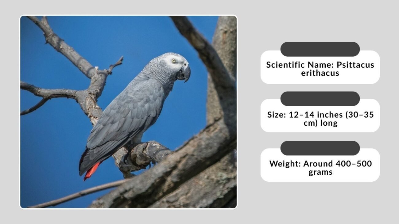Identification