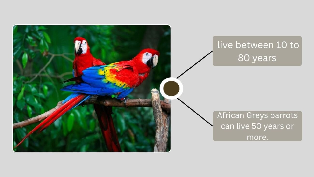 Overview of Parrot Lifespan