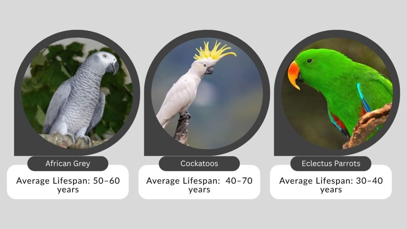 Longest-Living Parrot Species