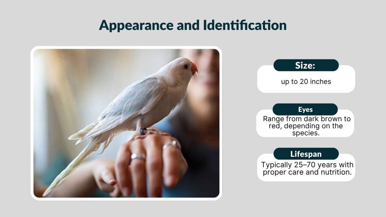 Appearance and Identification