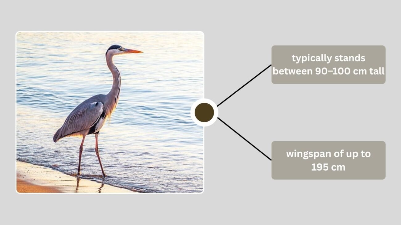 Overview of the Grey Heron
