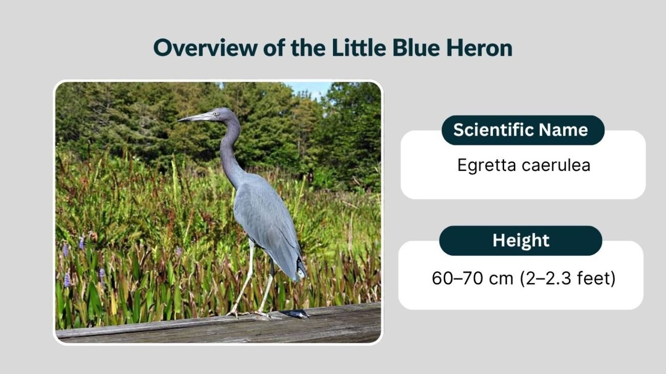 Overview of the Little Blue Heron