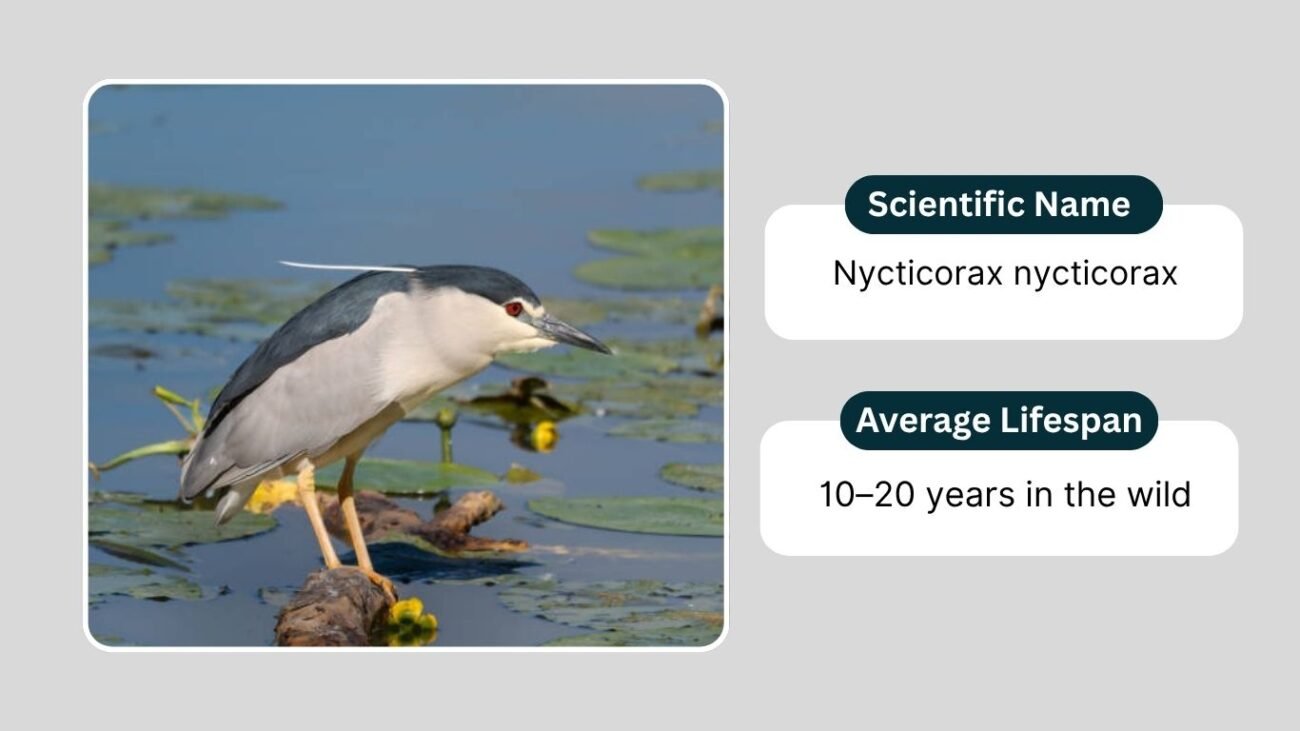 Overview of the Black-Crowned Night Heron