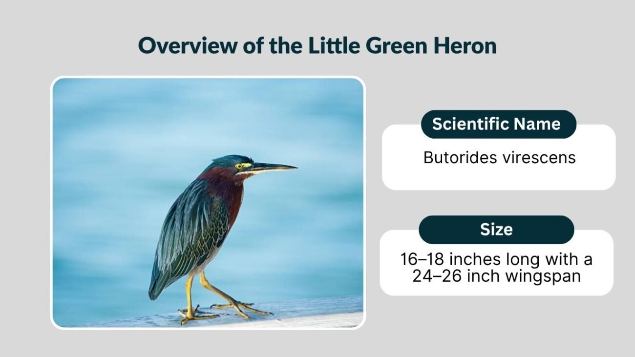 Overview of the Little Green Heron