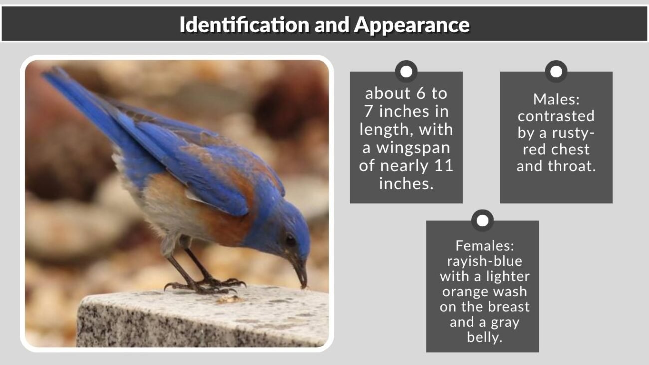 Identification and Appearance
