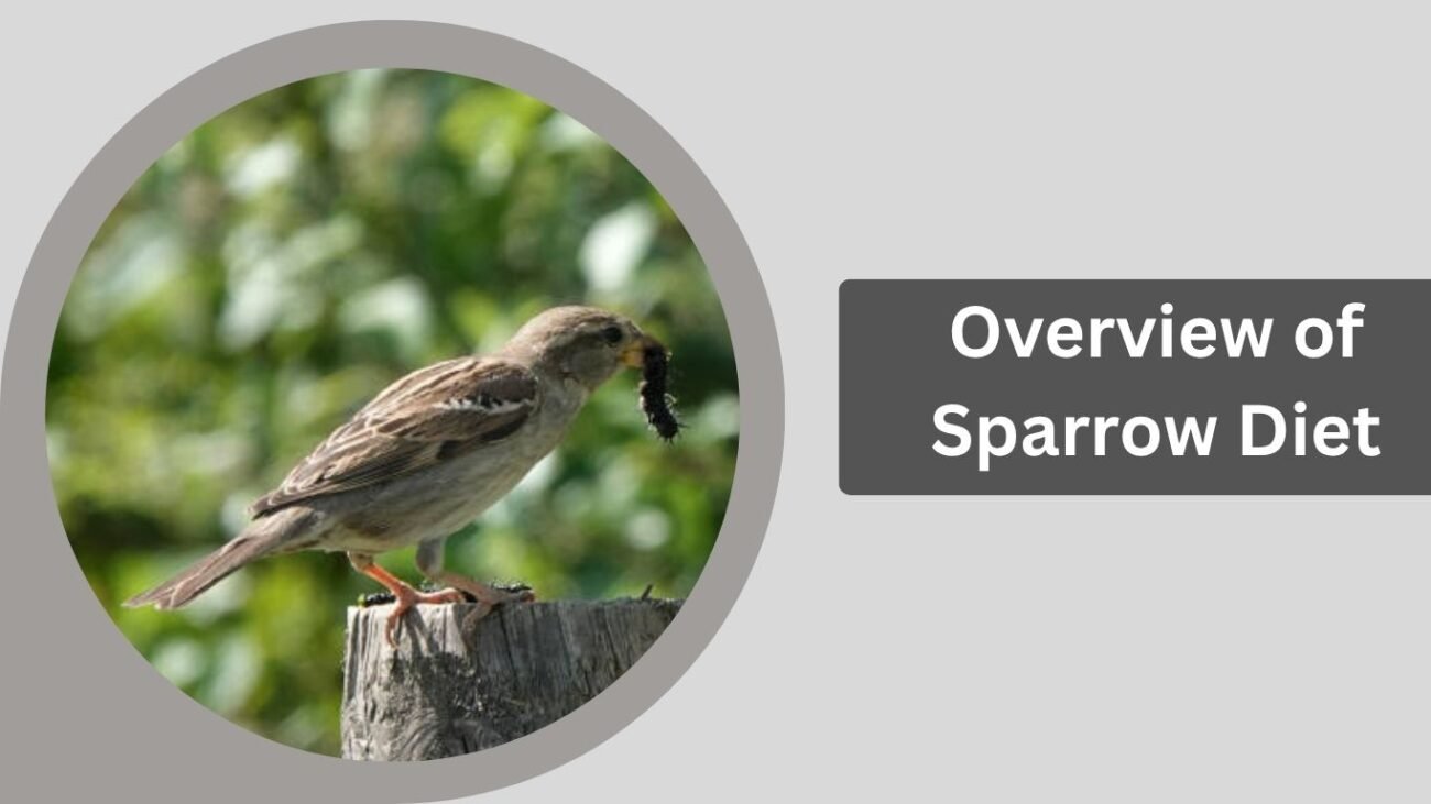 Overview of Sparrow Diet