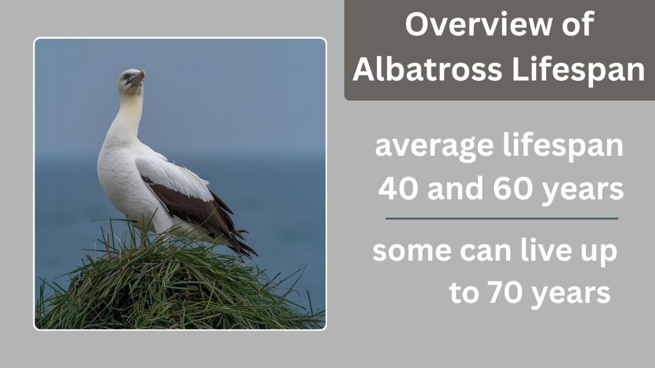 Overview of Albatross Lifespan