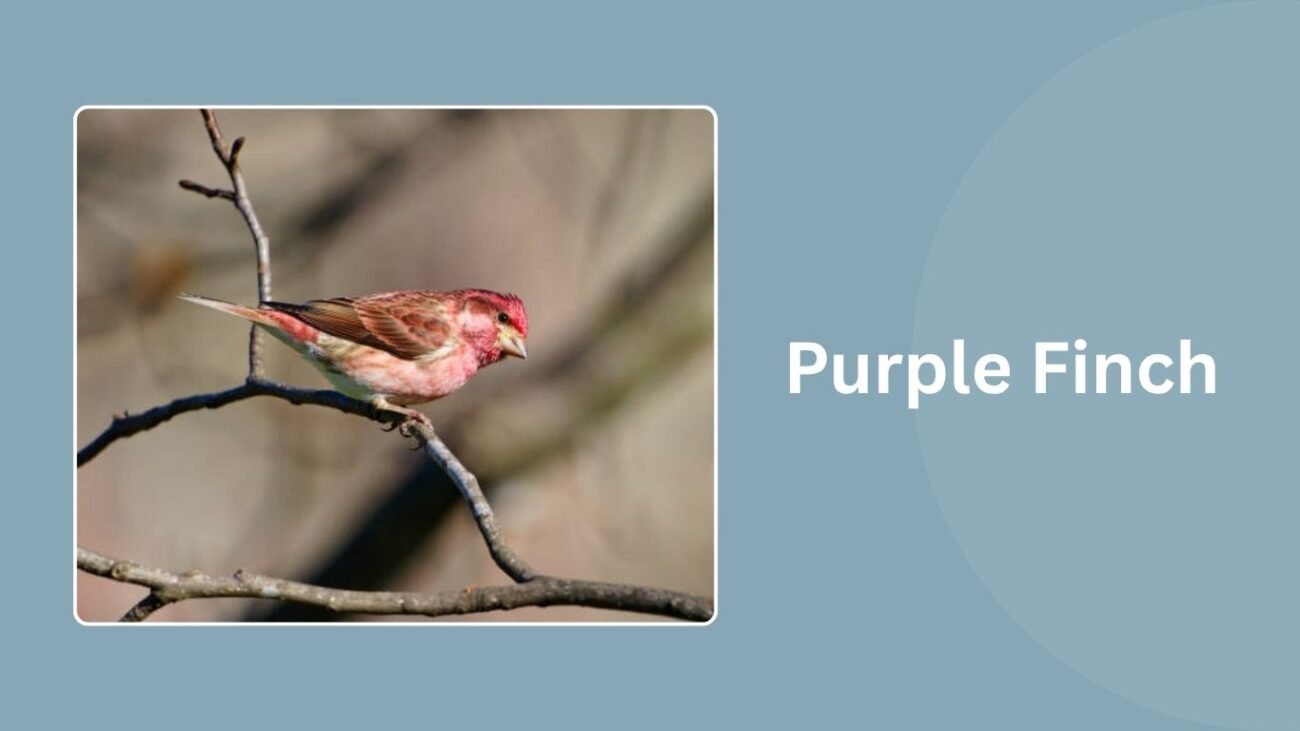 Purple Finch