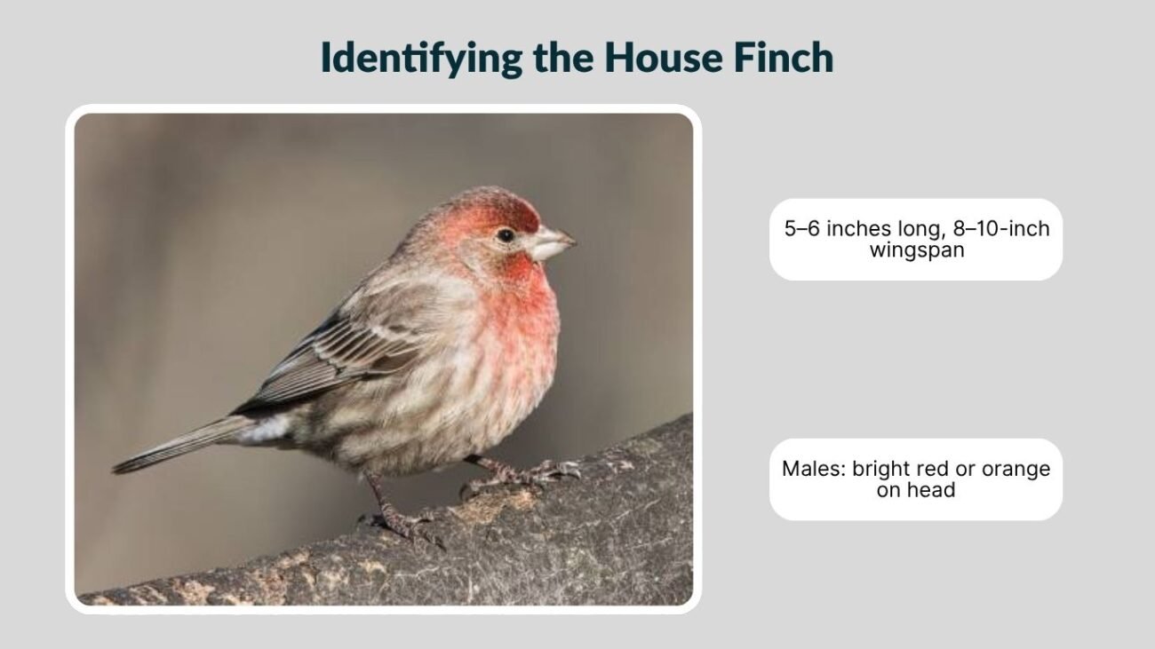 Identifying the House Finch