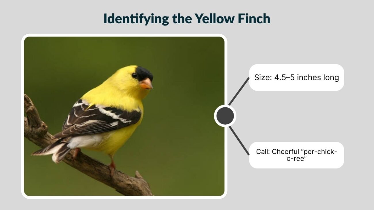 What Is a Yellow Finch?