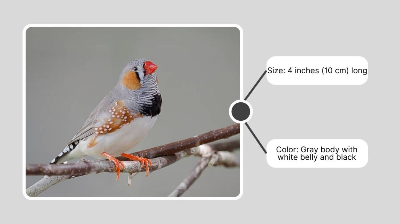 What Is a Zebra Finch?