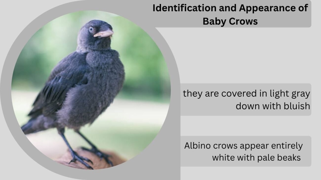 Identification and Appearance of Baby Crows