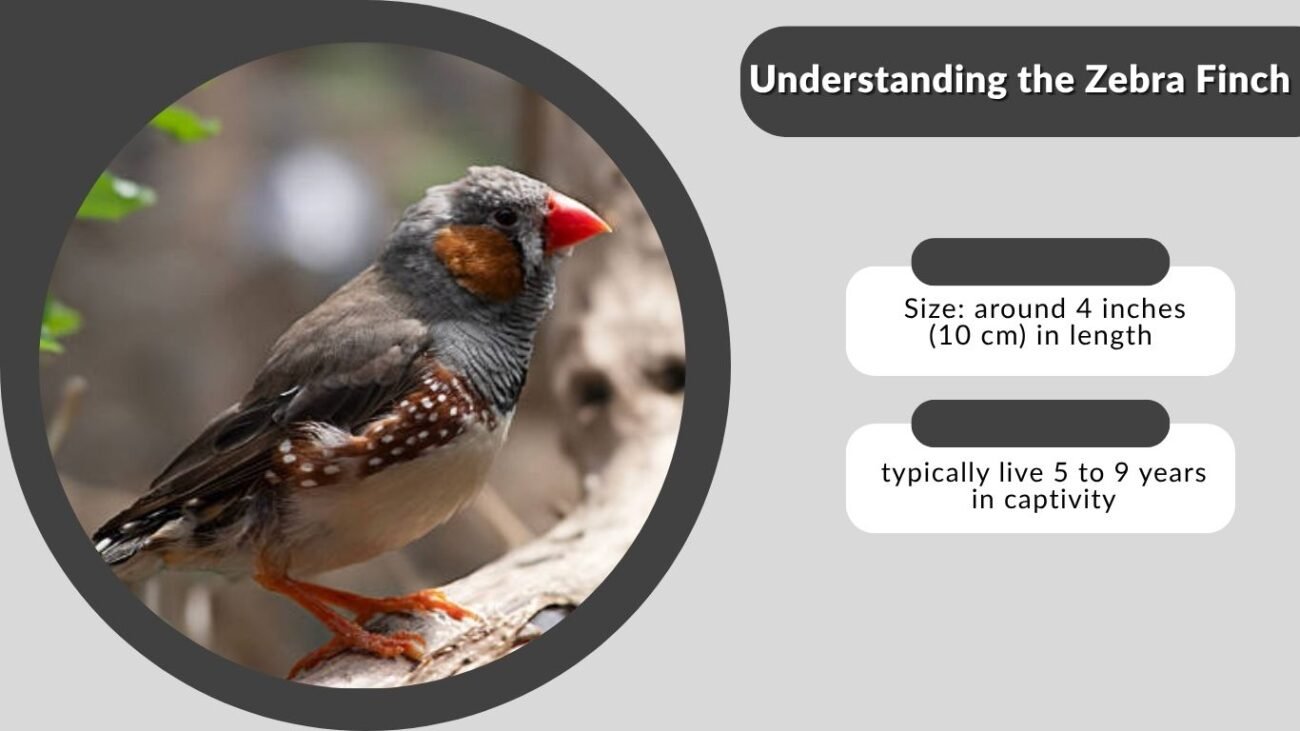 Understanding the Zebra Finch