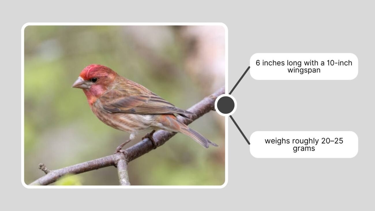 Identification and Physical Appearance