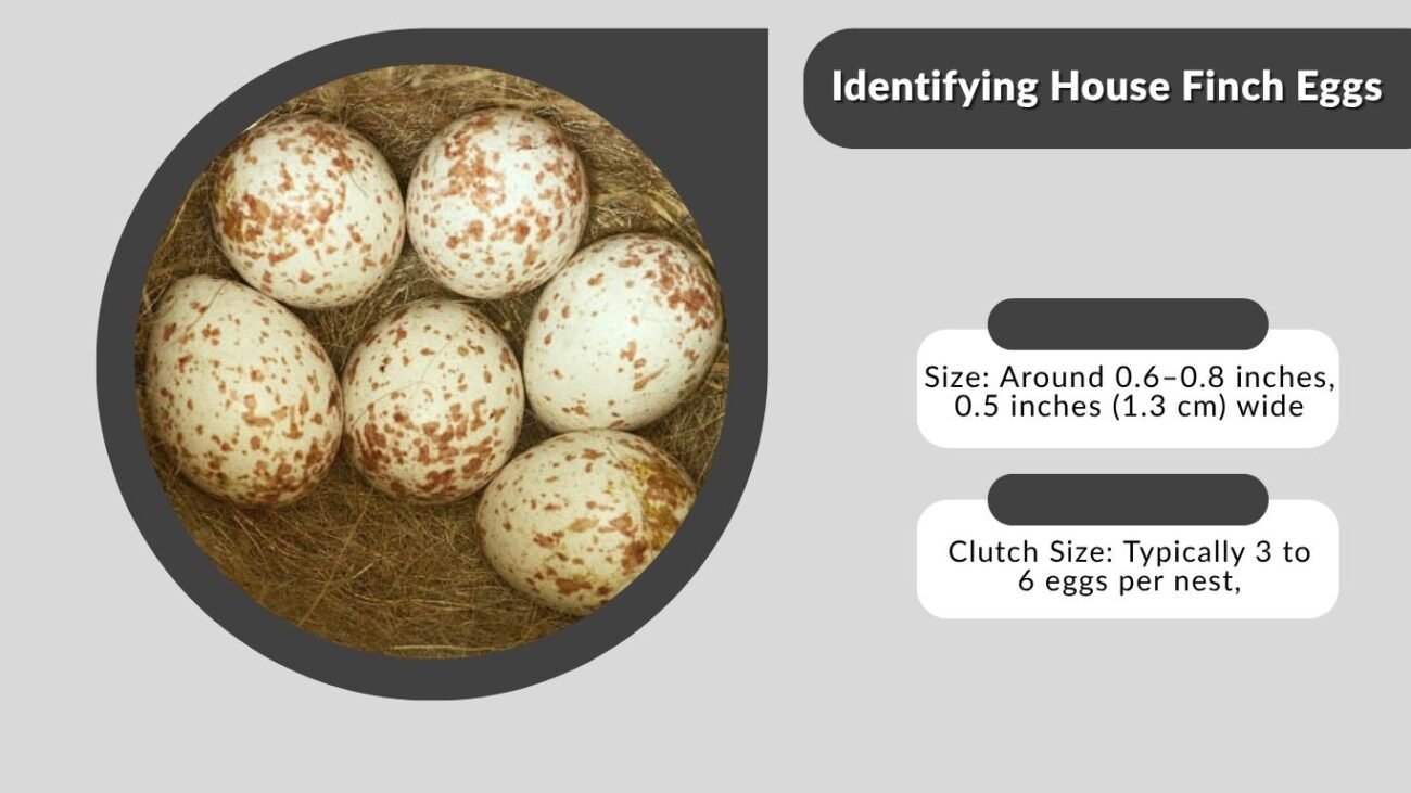 Identifying House Finch Eggs