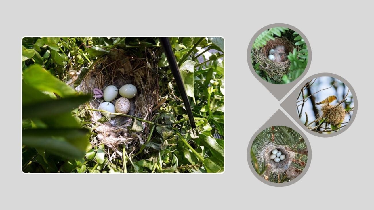 Finch Nests: identification with Picture