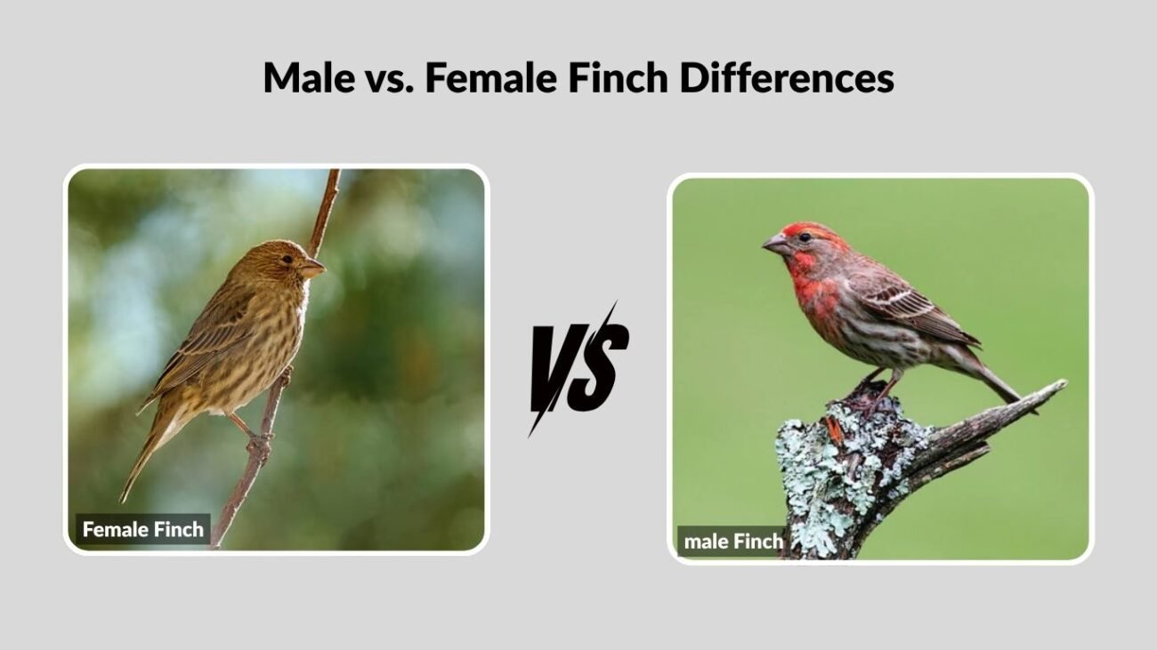 Male vs. Female Finch Differences