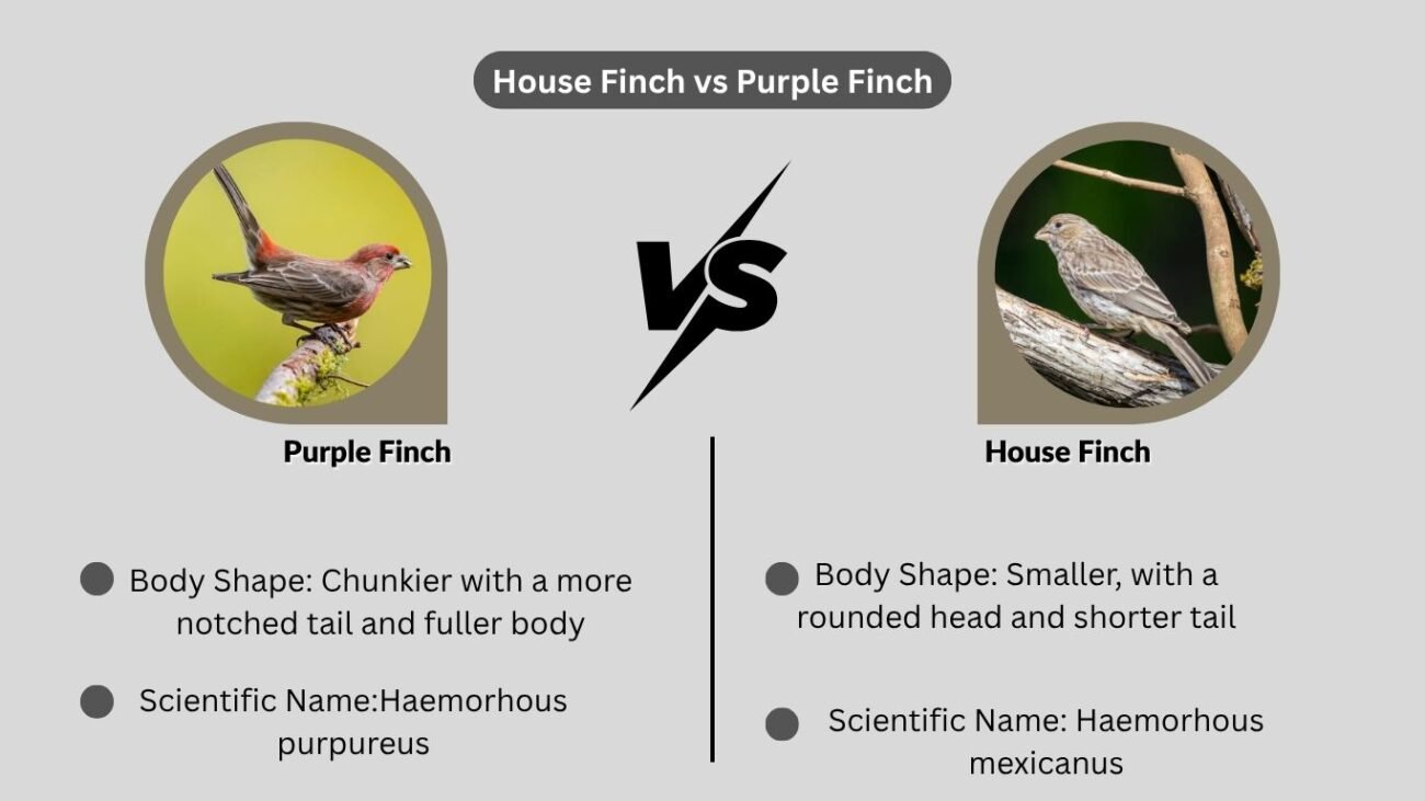 House Finch vs Purple Finch