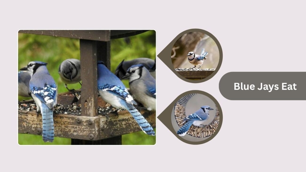 What Do Blue Jays Eat in the Wild and Backyard?