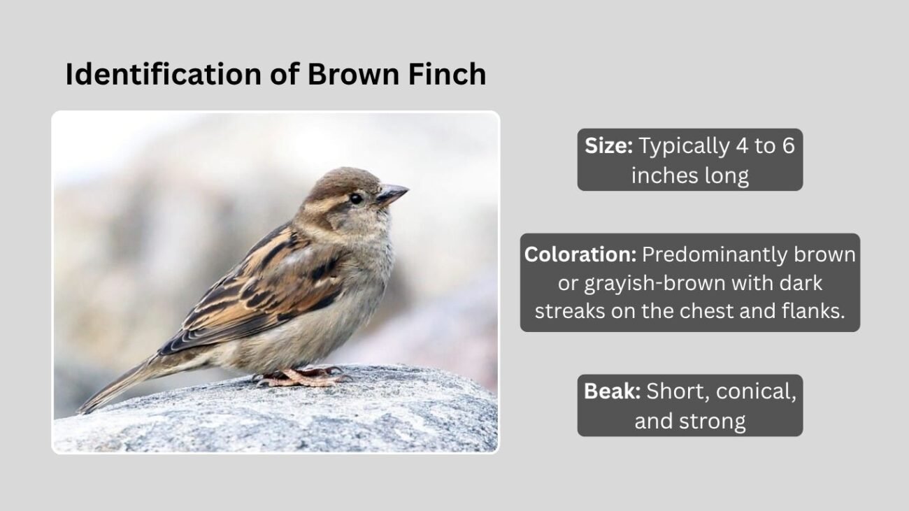 Identification of Brown Finch