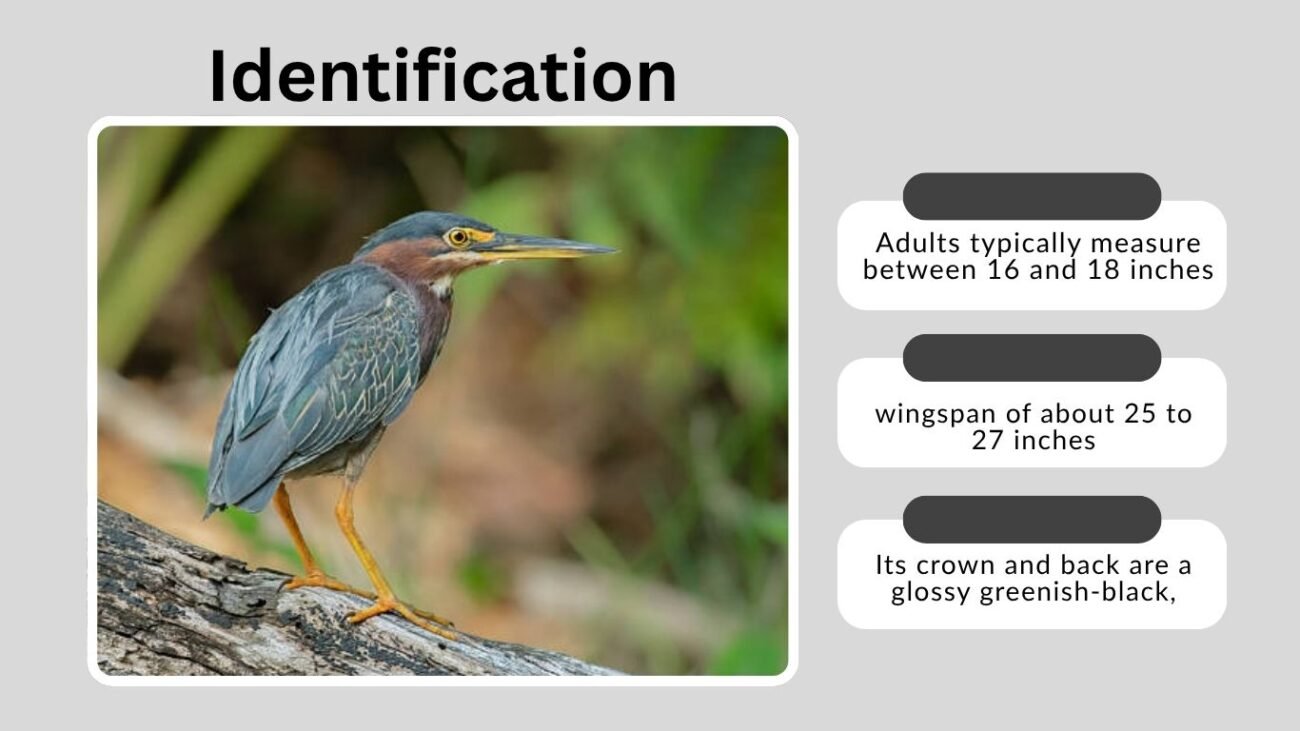 Identification