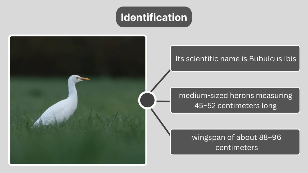 Identification