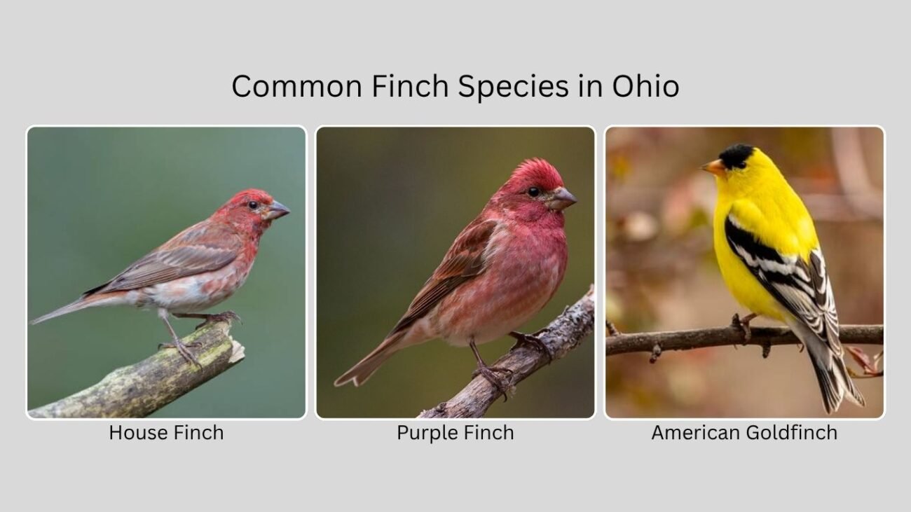 Common Finch Species in Ohio