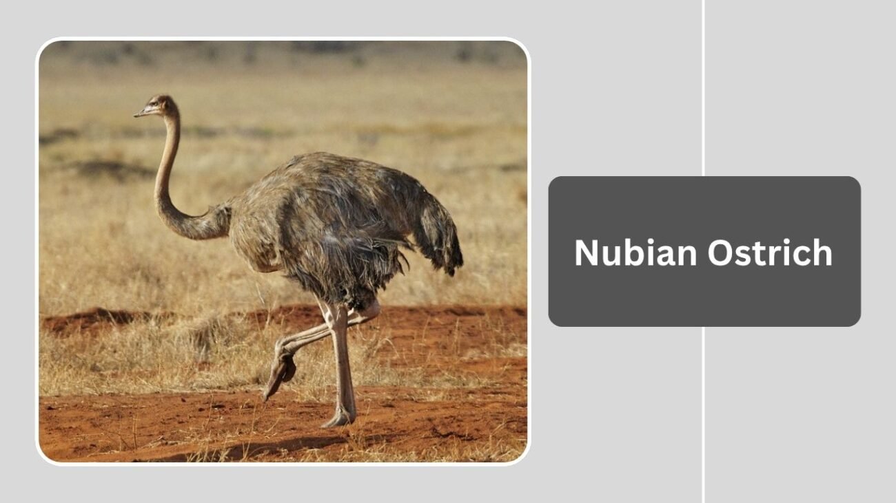 Nubian Ostrich