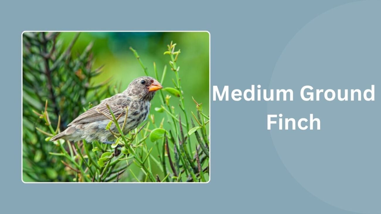 Medium Ground Finch