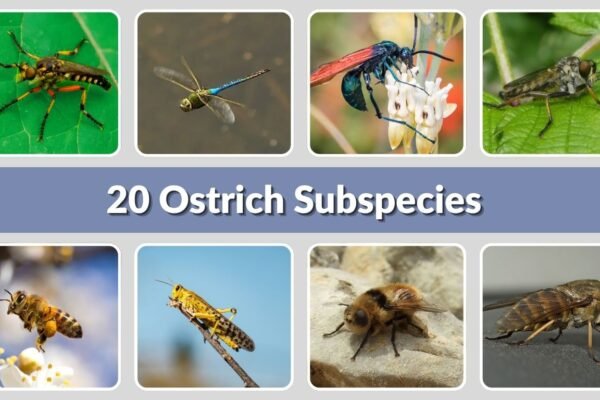 20 Ostrich Subspecies