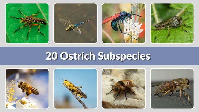 20 Ostrich Subspecies