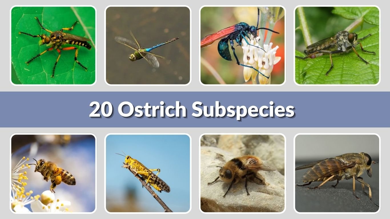 20 Ostrich Subspecies