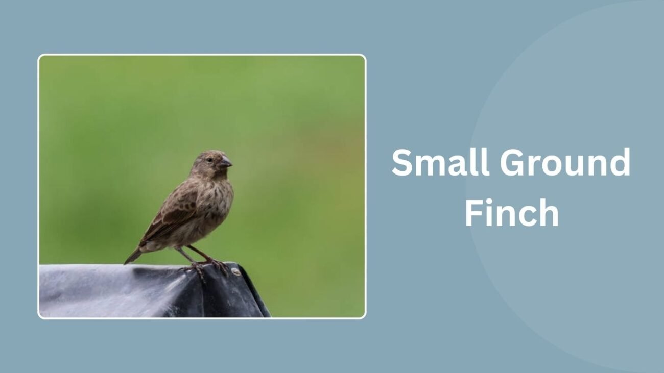Small Ground Finch
