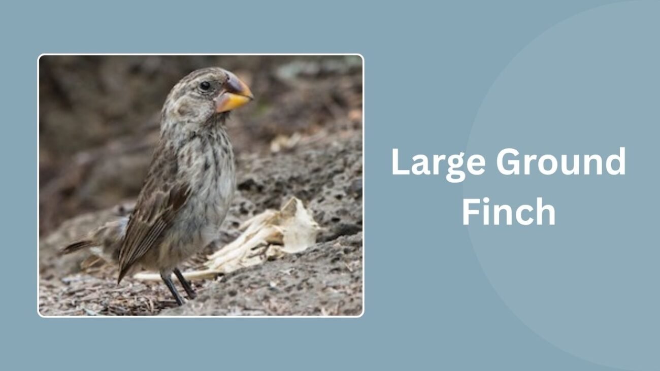Large Ground Finch
