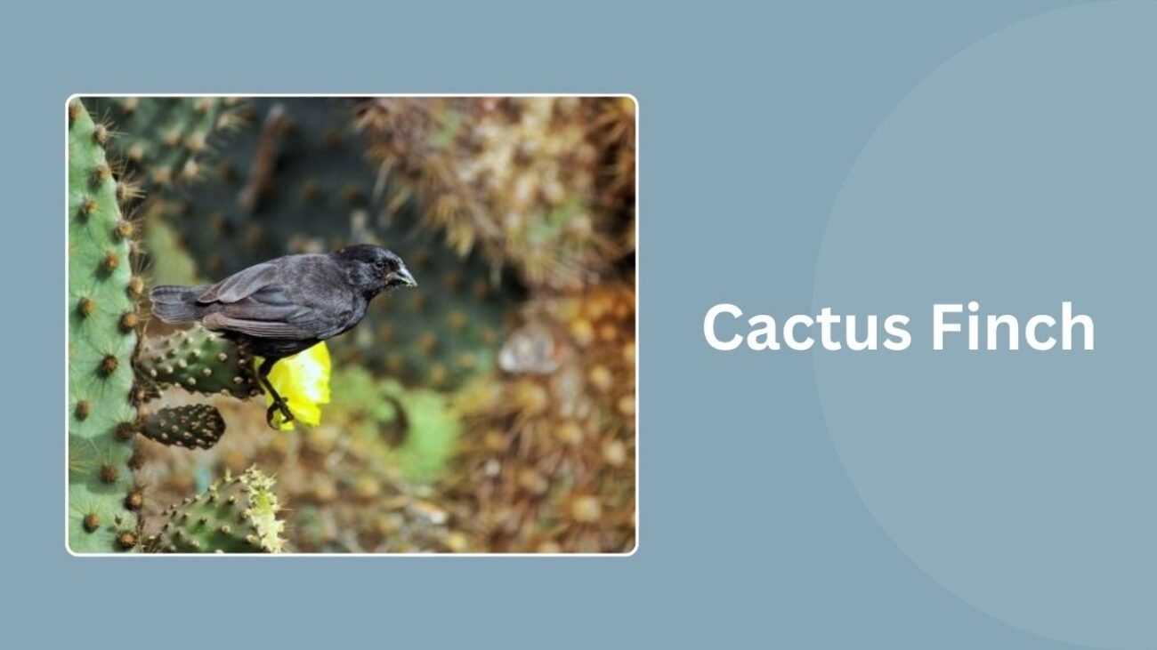 Cactus Finch