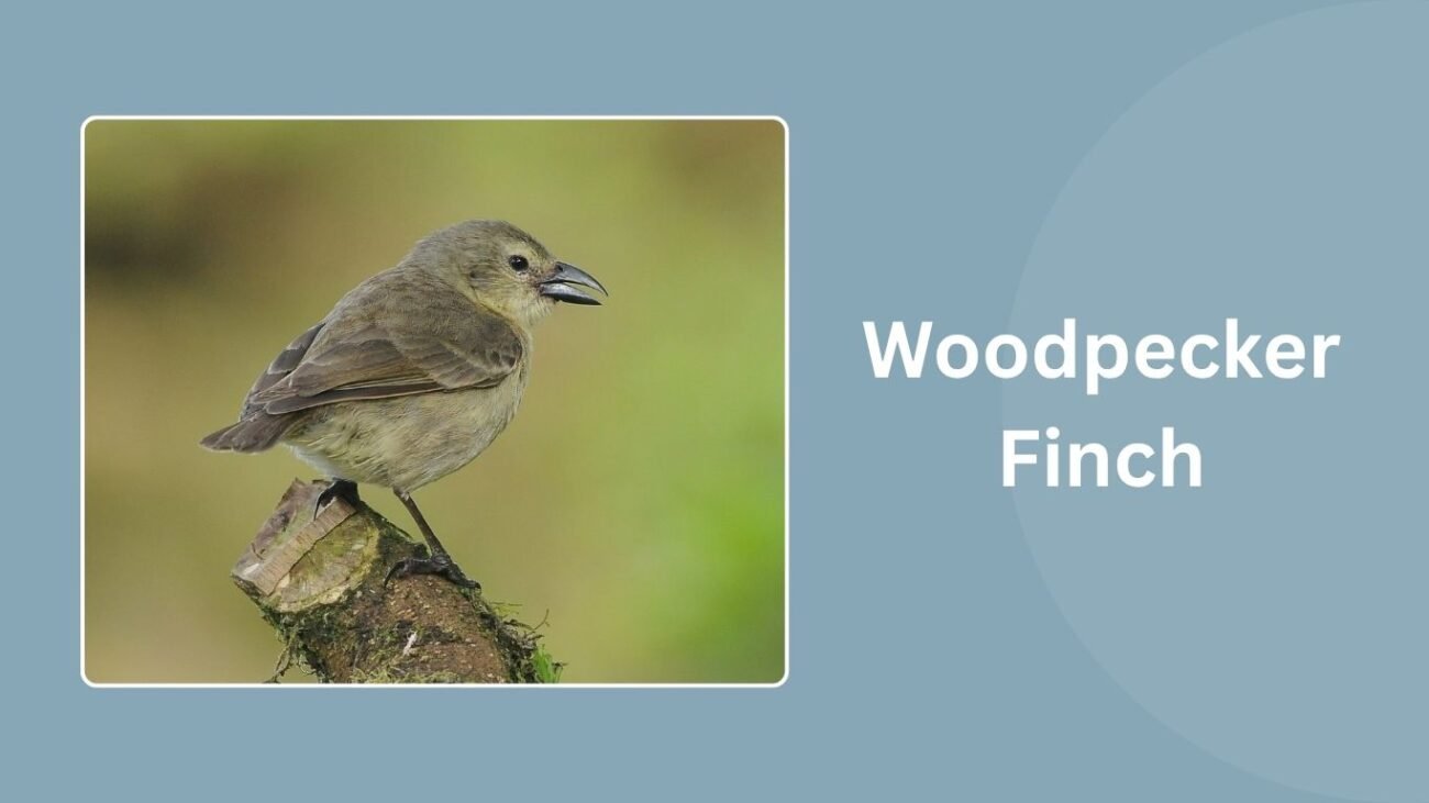 Woodpecker Finch