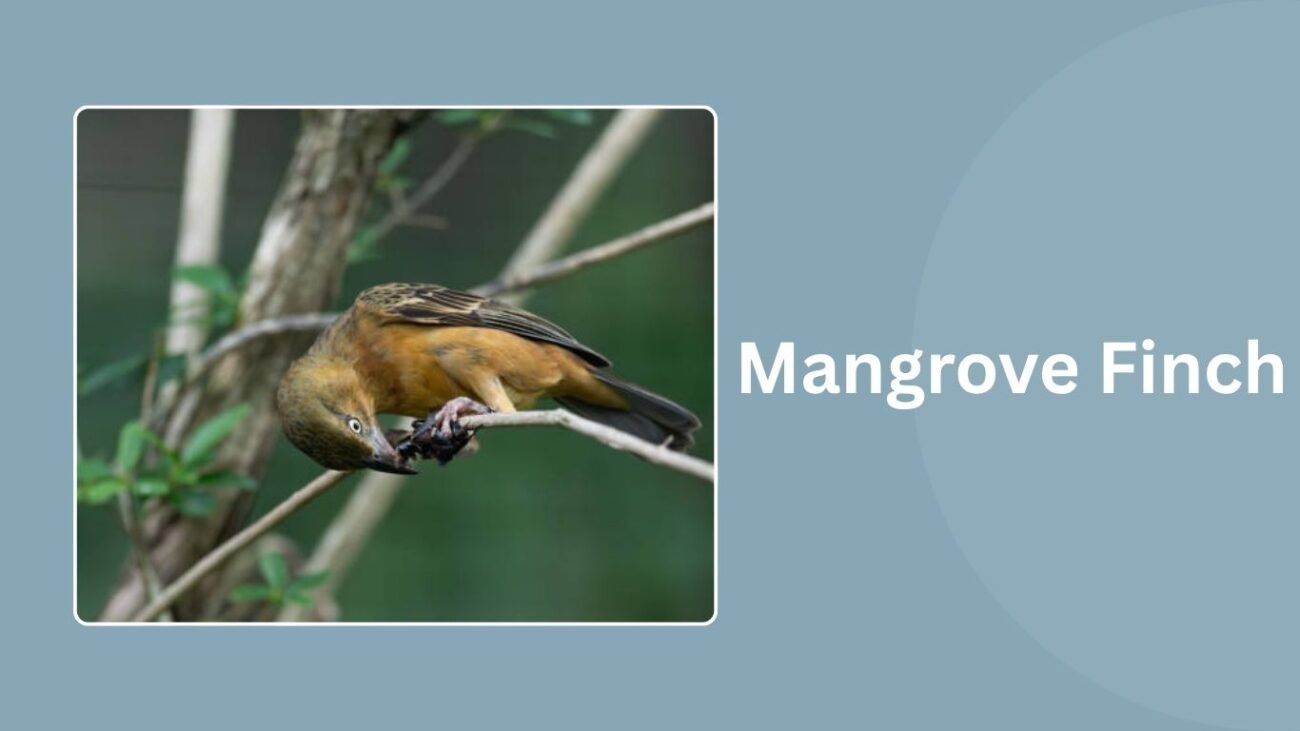 Mangrove Finch