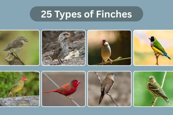 25 Types of Finches