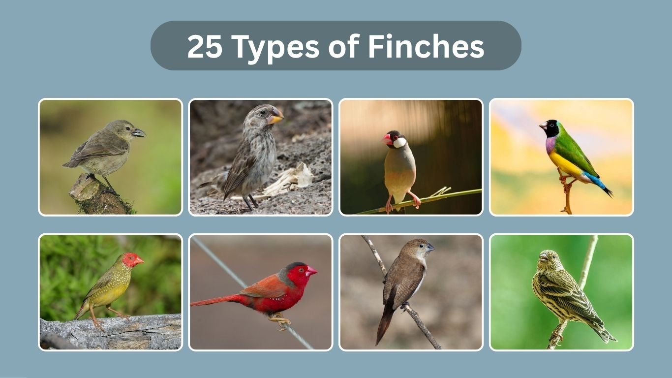 25 Types of Finches