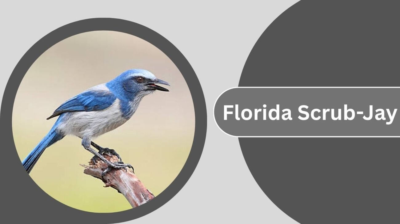 Florida Scrub-Jay