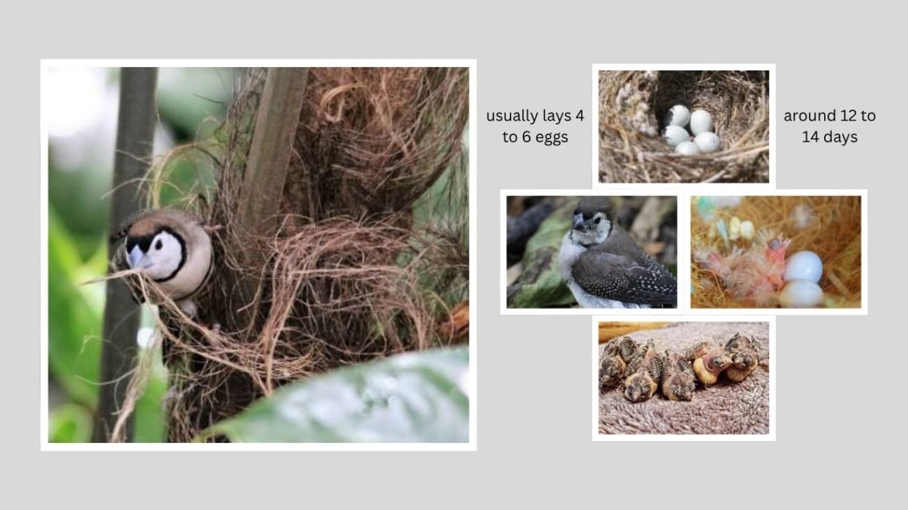 Breeding and Nesting