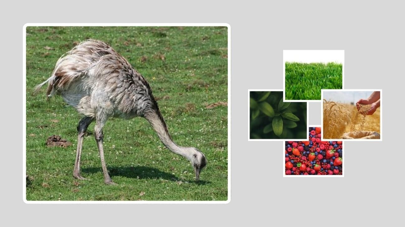 What Do Ostriches Eat in Captivity