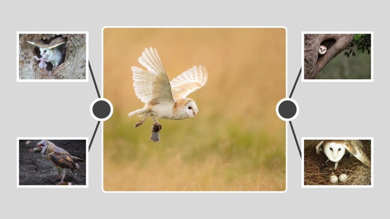 14 Unknown Facts About the Barn Owl And Amazing Pictures  